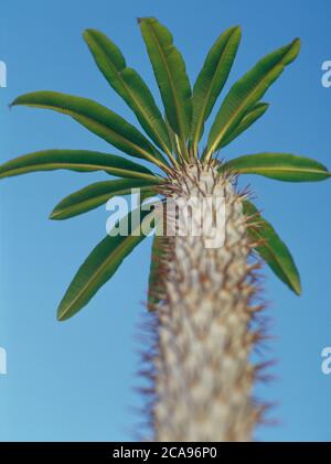 Un albero pachypodium spinoso visto dal basso Foto Stock