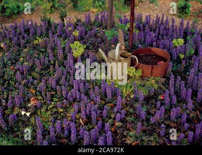 Una toppa di fiori di Ajuga con annaffiatoio d'annata e vasca di ferro rustica Foto Stock