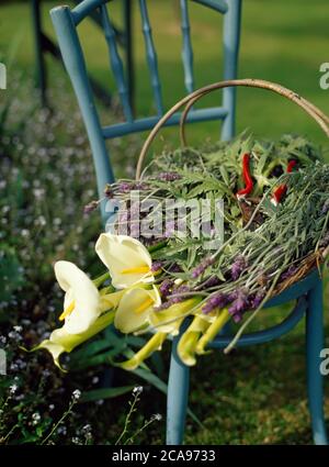 Un cesto da giardino pieno di arum Lillies tagliato e lavanda Foto Stock