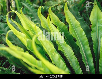 A Bird's Nest-Fern, (Asplenium Australasicum) coltivato in un giardino di roccia ombreggiato nel nuovo Galles del Sud orientale Foto Stock