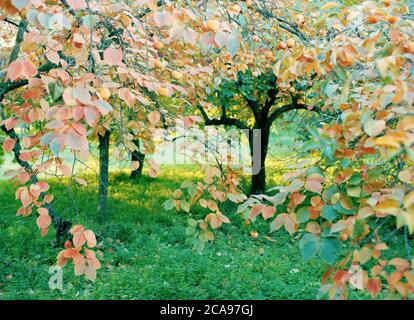 Alberi di persimmon nel frutteto d'autunno Foto Stock