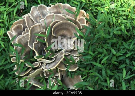 Fungo di polipo di colorazione nera che cresce sul terreno Foto Stock