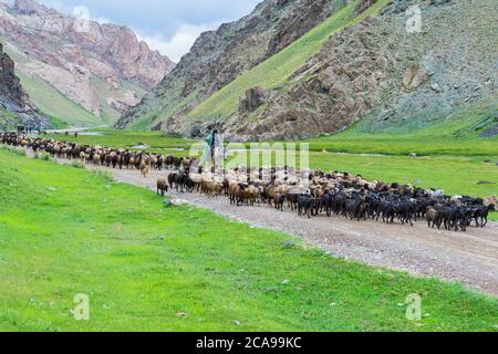 Pastore conducendo un allevamento di ovini in una valle, Provincia di Naryn, Kirghizistan Foto Stock