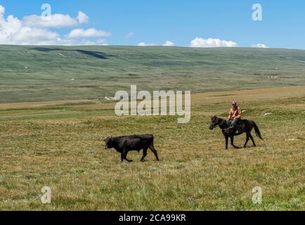 Cavalieri del Kirghizistan conducendo un bue, Sary Jaz valley, Issyk Kul regione, Kirghizistan Foto Stock