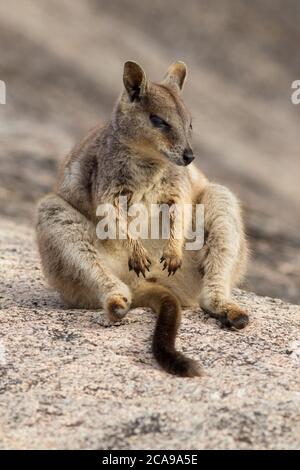 Wallaby di roccia di Mareba (Petrogale mareeba) seduto. Atherton Tablelands, Queensland, Australia Foto Stock