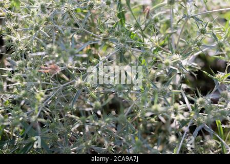 Struttura di una pianta spinosa in un campo primo piano Foto monocromatica di rami di pianta con spine affilate. E' anche simile al design ameba. Foto Stock