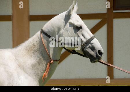 Akhal-Teke cavalli in un allevamento, Aşgabat, Turkmenistan Foto Stock