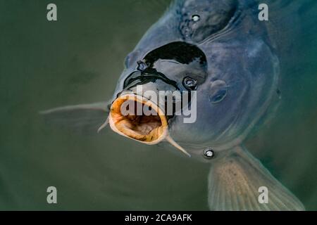 dettaglio primo piano di una carpa con acqua di deglutizione a bocca aperta Foto Stock