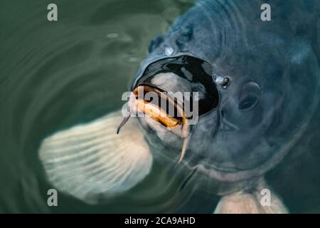 dettaglio primo piano di una carpa con acqua di deglutizione a bocca aperta Foto Stock