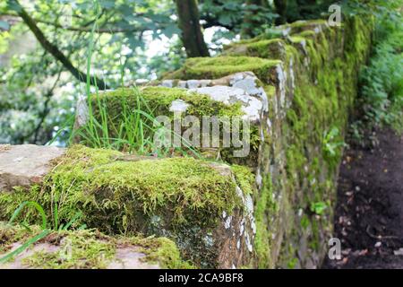 Moss (divisione Bryophyta) e l'erba che cresce su un vecchio muro di pietra accanto ad un sentiero fangoso ad Anglezarke, Chorley, Inghilterra Foto Stock