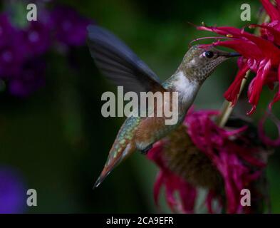 Colibrì Foto Stock