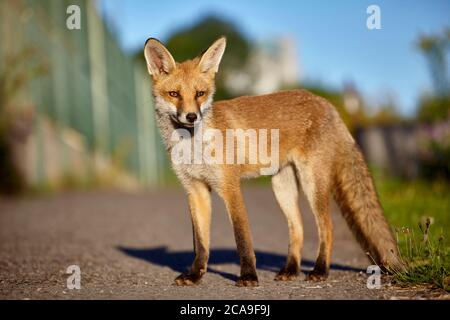 Urban Fox standing, Finchley, Londra, Regno Unito Foto Stock