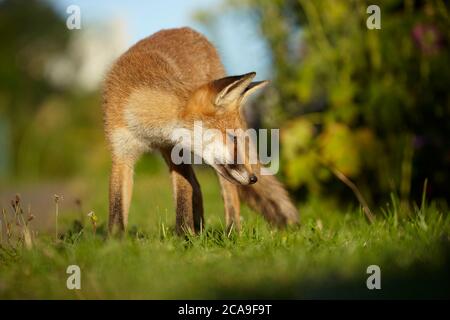 Urban Fox standing, Finchley, Londra, Regno Unito Foto Stock
