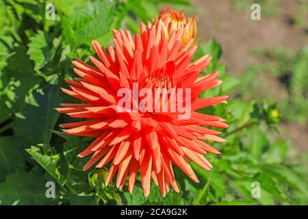 Primo piano di un fiore rosso di una Dahlia 'Cleo Laine' alla National Dahlia Collection, Penzance, Cornovaglia, Inghilterra Foto Stock