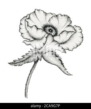 disegno vintage con inchiostro di fiori di papavero, illustrazione botanica disegnata a mano con papavero realistico isolato su bianco, disegno floreale monocromatico Foto Stock