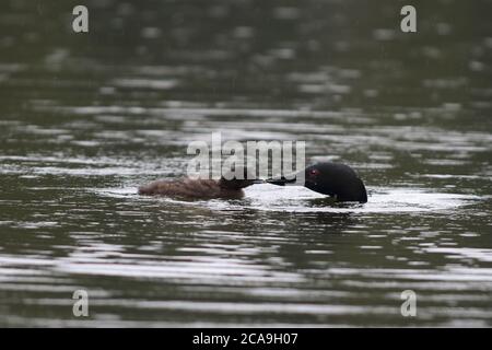 Un Loon comune si immerge per il cibo per nutrire il suo pulcino in un lago settentrionale Foto Stock