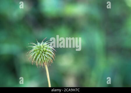 Primo piano di testa di seme / achenes di erba Bennett, Avens di legno / Geum urbanum, una volta conosciuto come radice di chiodo come assaggia e odori di chiodi di garofano. Pianta medicinale Foto Stock