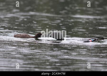 Un Loon comune si immerge per il cibo per nutrire il suo pulcino in un lago settentrionale Foto Stock
