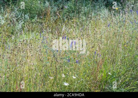 Ampia varietà di coloratissime erbacce britanniche al sole estivo. Per le erbacce superate o surcresciute da erbacce, erbacce fuori controllo, Foto Stock