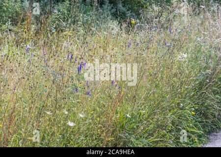 Ampia varietà di coloratissime erbacce britanniche al sole estivo. Per le erbacce superate o surcresciute da erbacce, erbacce fuori controllo, Foto Stock