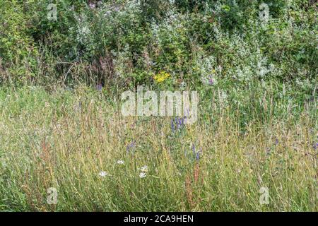 Ampia varietà di coloratissime erbacce britanniche al sole estivo. Per le erbacce superate o surcresciute da erbacce, erbacce fuori controllo, Foto Stock