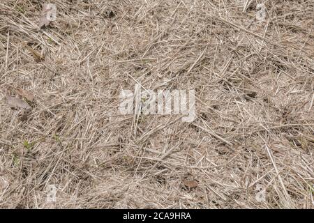 Lunghi ritagli d'erba dopo la falda rurale della fiancata della strada; i ritagli che formano un pacciame di copertura di terra spesso. Foto Stock