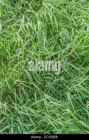 Rigogliosa e fitta erba verde lungo una strada di campagna sonnolenta. Erba verde lunga, grana lunga. La metafora ha calciato nell'erba lunga. Foto Stock