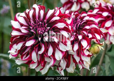 Macro shot dettagliata di fiori di dahlia di colore rosso e bianco in autunno Foto Stock