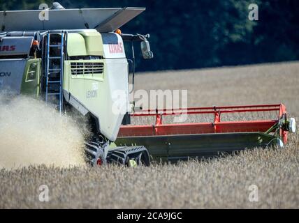 Rosenow, Germania. 05 agosto 2020. Una mietitrebbia del mercato Fruit Lützow si muove su un campo di segale con una grande nuvola di polvere durante il raccolto. Dopo due anni di siccità, gli agricoltori del Meclemburgo-Pomerania occidentale si aspettano quest'anno un raccolto medio di cereali. La pioggia di giugno significa che si prevede una resa media nella Germania settentrionale per i cereali come la segala e il grano. Credit: Jens Büttner/dpa-Zentralbild/dpa/Alamy Live News Foto Stock