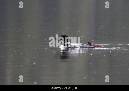 Un Loon comune nuota nel lago con un pulcino al suo fianco Foto Stock