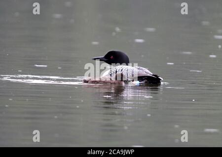 Un Loon comune galleggia sul lago con una chiacchierata al suo fianco Foto Stock