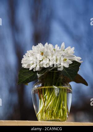 Un bouquet di piccole nevicate fresche in un vaso di vetro all'aperto con un cielo blu sullo sfondo. Mazzo di fiori. Galanthus nivalis Foto Stock