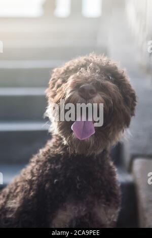 Ritratto del giovane marrone lagotto romagnolo, primo piano Foto Stock