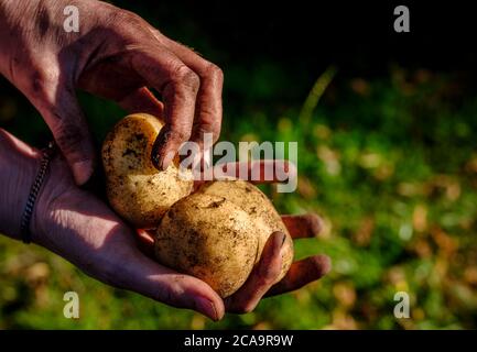 Primo piano delle mani di una donna che raccoglie patate locali sotto il sole. Foto Stock