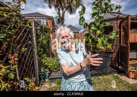 Donna anziana nei suoi anni '80 che svolge attività di giardinaggio nel suo giardino residenziale posteriore, Inghilterra, Regno Unito Foto Stock