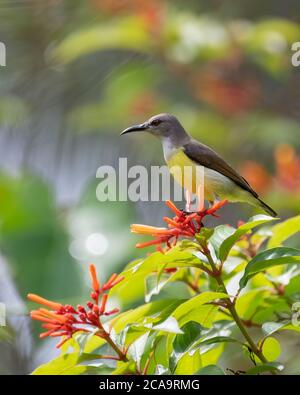 Una bella femmina - violacino-frugato (Leptocoma zeylonica), che si trova sul ramo di alcune piante di fiori d'arancio nel giardino a Karnataka, India Foto Stock