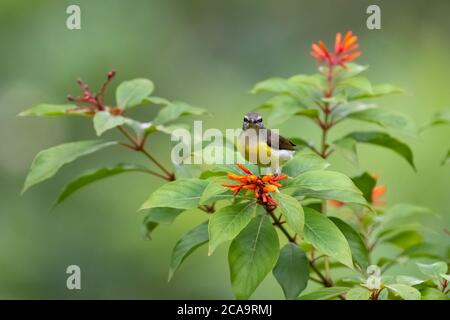 Una bella donna - violacino-frugato (Leptocoma zeylonica), fissandomi nel giardino di Karnataka, India. Foto Stock
