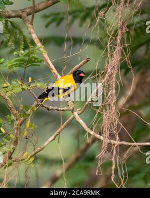 Un attraente Oriole con cappuccio nero (Oriolus xanthornus), arroccato su una filiale a Karnataka, India Foto Stock