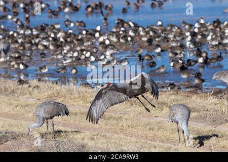 Entrambe le gru di Sandhill e le anatre di Pintail si nutrono in modo impacciato nel rifugio del New Mexico Foto Stock