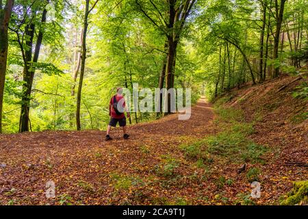 Sentiero forestale vicino Manderscheid, Eifel vulcanico, Eifel, Renania-Palatinato, Germania, Foto Stock