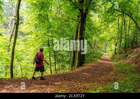 Sentiero forestale vicino Manderscheid, Eifel vulcanico, Eifel, Renania-Palatinato, Germania, Foto Stock