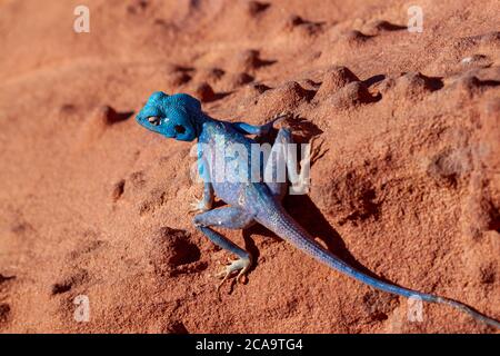 Un'immagine ravvicinata isolata di una lucertola Blue AGAMA (Sinai AGAMA) sulle pietre di sabbia rossa di Wadi Rum, Giordania. Questo è un maschio nella stagione di accoppiamento che cha Foto Stock