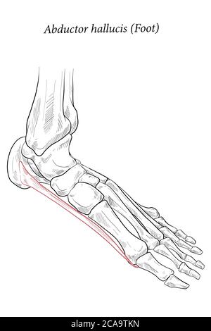 Abdattore allucis piede muscolare. Illustrazione Vettoriale