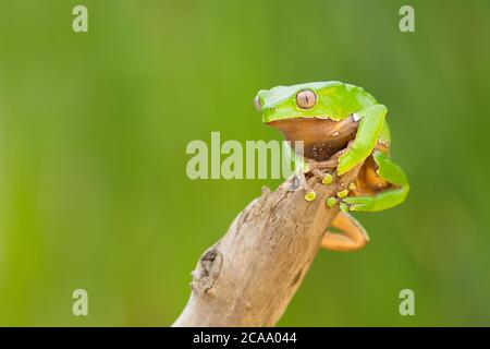 Phyllomedusa bicolore, conosciuta anche come rana blu e gialla, rana biraciale, rana gigante di scimmia, rana gigante foglia o treefrog ceroso-scimmia Foto Stock