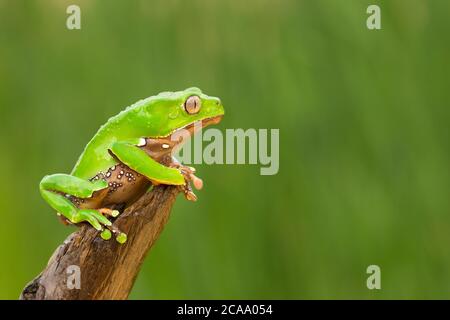 Phyllomedusa bicolore, conosciuta anche come rana blu e gialla, rana biraciale, rana gigante di scimmia, rana gigante foglia o treefrog ceroso-scimmia Foto Stock