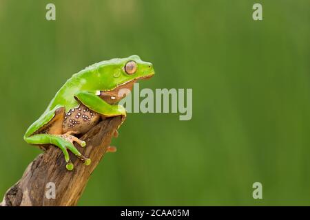 Phyllomedusa bicolore, conosciuta anche come rana blu e gialla, rana biraciale, rana gigante di scimmia, rana gigante foglia o treefrog ceroso-scimmia Foto Stock