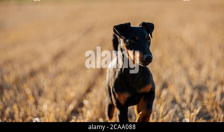 Deutscher Jagdterrier Foto Stock