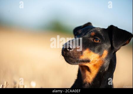 Deutscher Jagdterrier Foto Stock