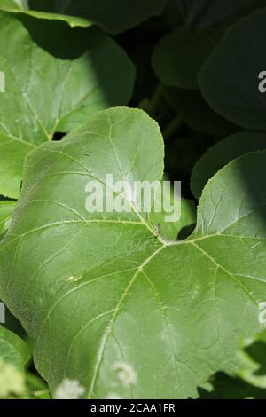 Lussureggiante pianta di vite di zucca che cresce nel giardino estivo della cucina. Foto Stock