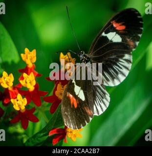 Farfalla con piede a spazzola Calgary Zoo Alberta Foto Stock